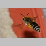 Colletes daviesanus - Seidenbiene w001d 9mm beim Nestanflug - OS-Insektenhotel det.jpg
